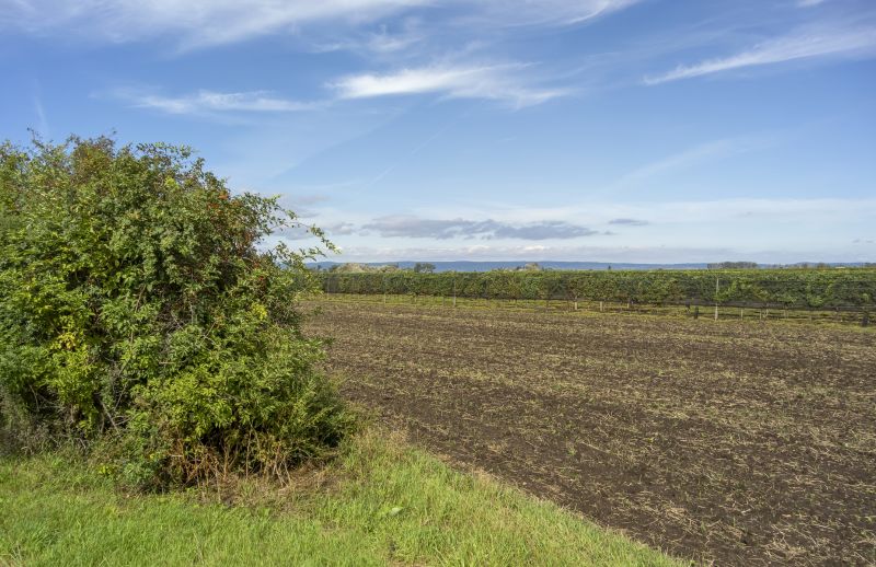 Pasture Clearing in Marietta, GA