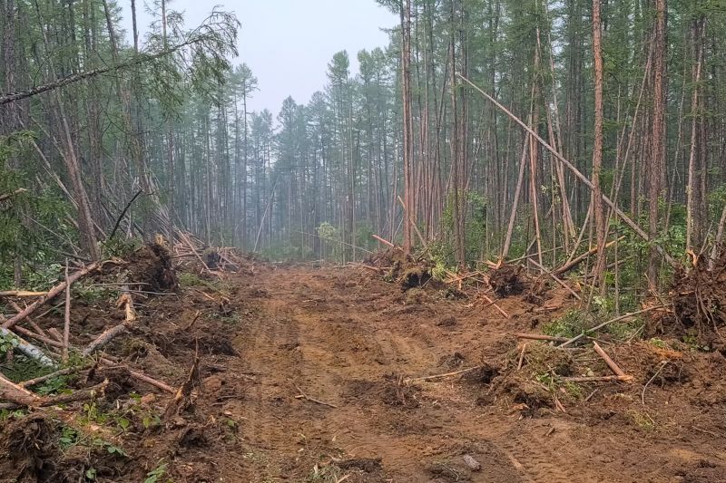 Undergrowth Removal in Atlanta, GA